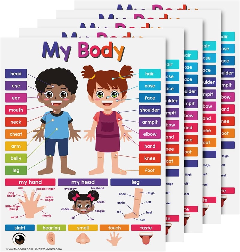 FoldCard Educational Charts for Preschool to Grade 1 Kids – Bright and Colorful Educational Visual/Learning Aid Poster for Classroom or Home | Glossy Durable Cardstock | 8.5" x 11" | 5 per Pack (My Body) - Image 1